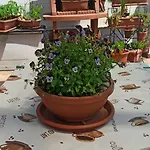 Διαμέρισμα Mira